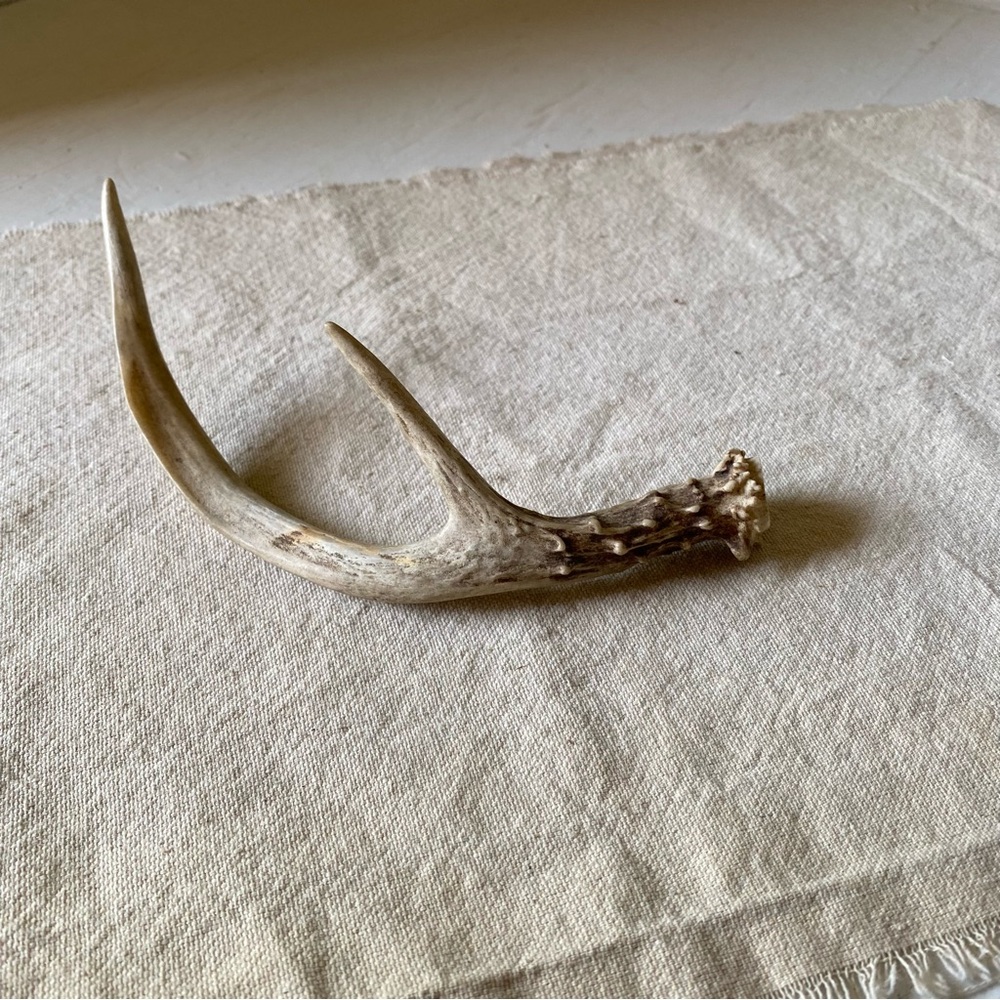 Deer Antler Real